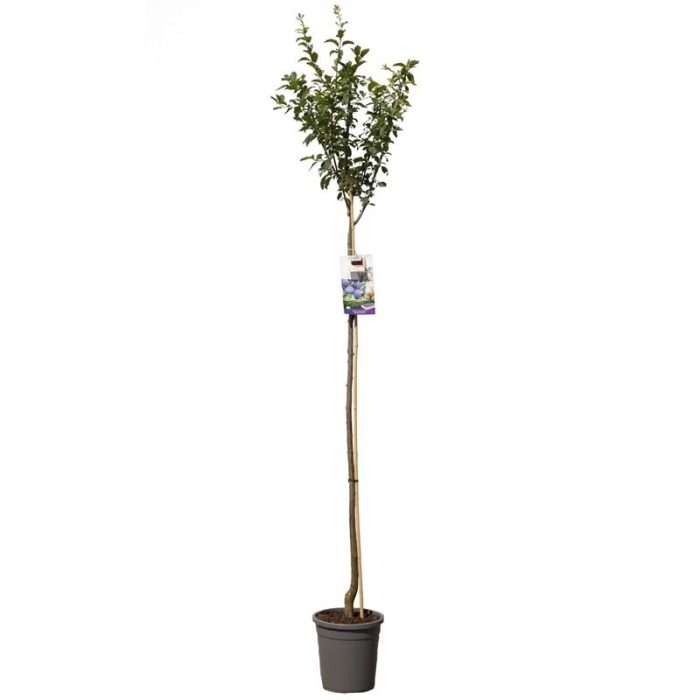 Prunus dom. Hauszwetsche hoogstam VERS GEPOT, Donkerblauwe pruim, D 31