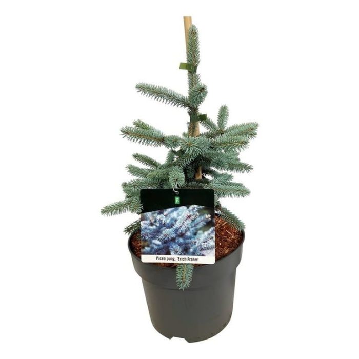 Picea pung. 'Erich Frahm', D 26