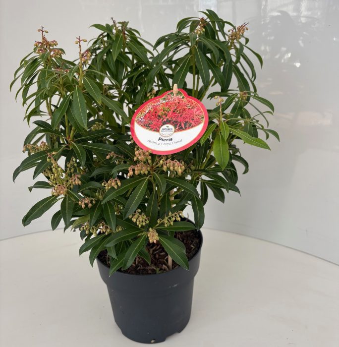 Pieris 'Forest Flame', D 17