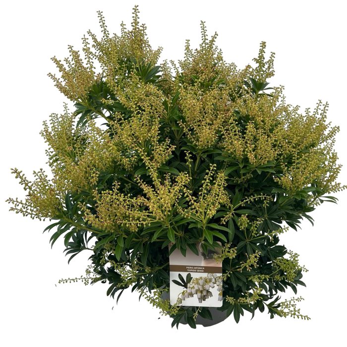 Pieris jap. 'Cupido' sense, D 27