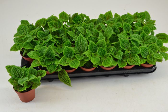 PILEA MOON VALLEY, D 8,5