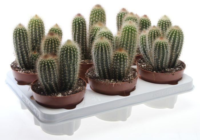 Pilosocereus chrysostele, D 12