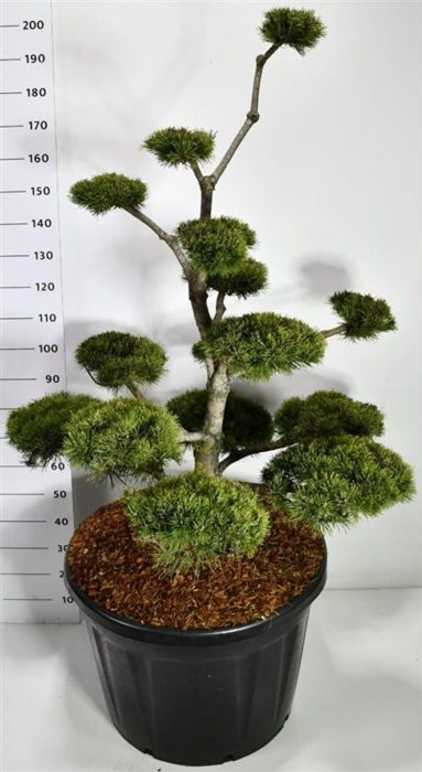 Pinus mugo mugo, D 80