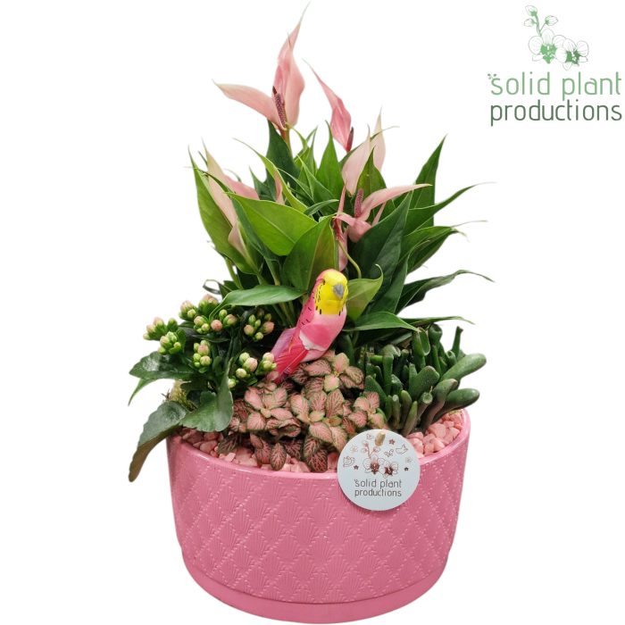 AT004 Stella Pink, D 22
