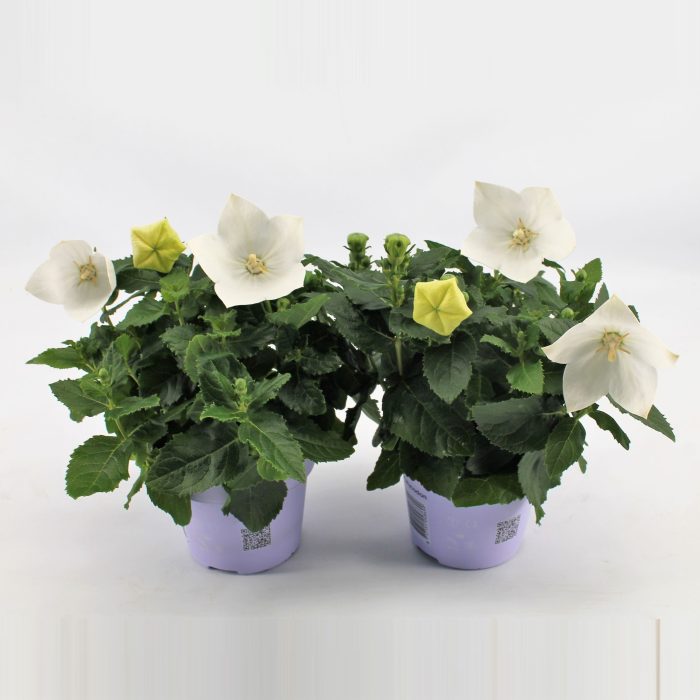Platycodon White, D 12