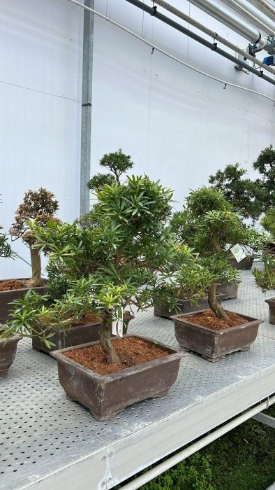 Podocarpus macrophylla, 35cm., shape, D 35