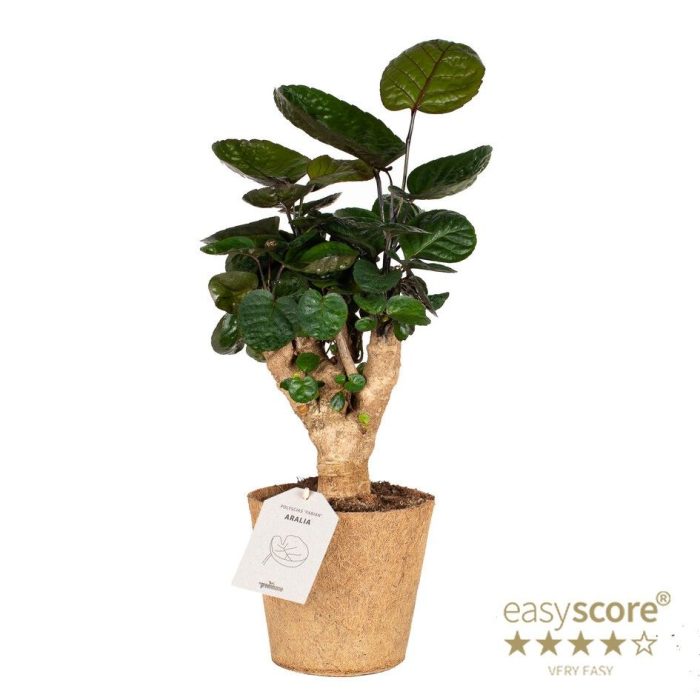 Polyscias 'Fabian' - COCOZ, D 17