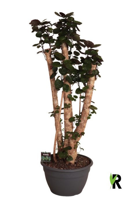 Polyscias Fabian bonsai, D 35