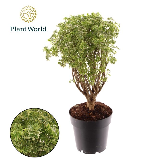 Polyscias Hawaiiana Ming Gold Bonsai, D 14
