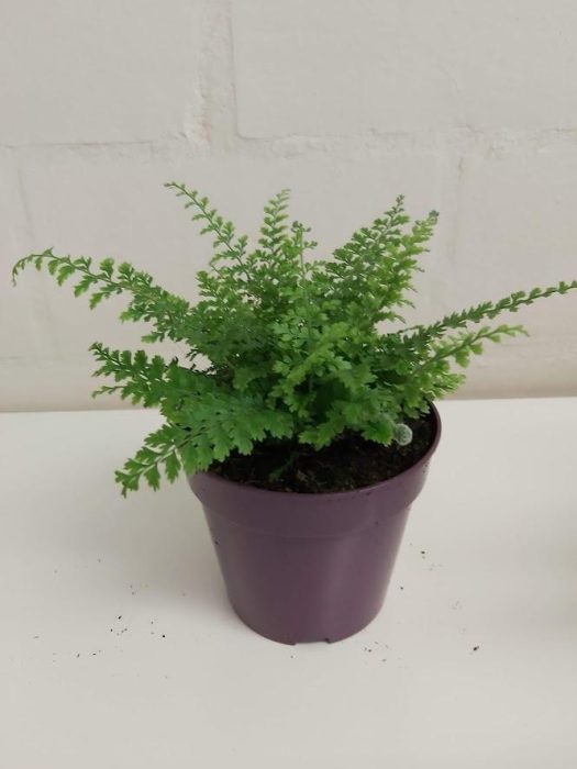 Polystichum setiferum, D 12