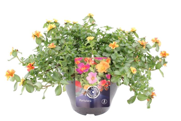 Portulaca Campino Twister Red, D 23