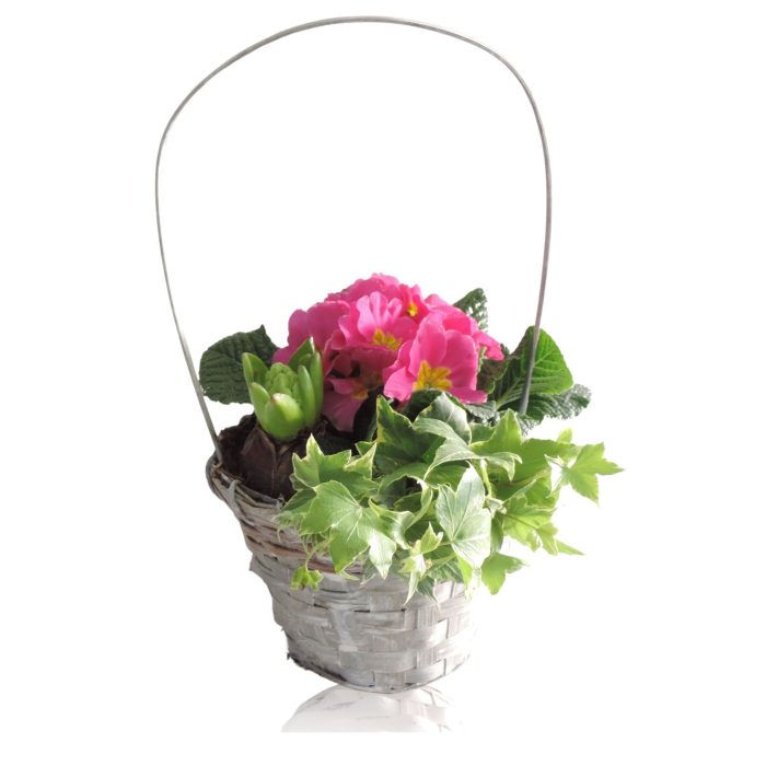 Jakarta Early Spring Specials Arrangement Hyacint in mand 13 cm met hengsel, D 13