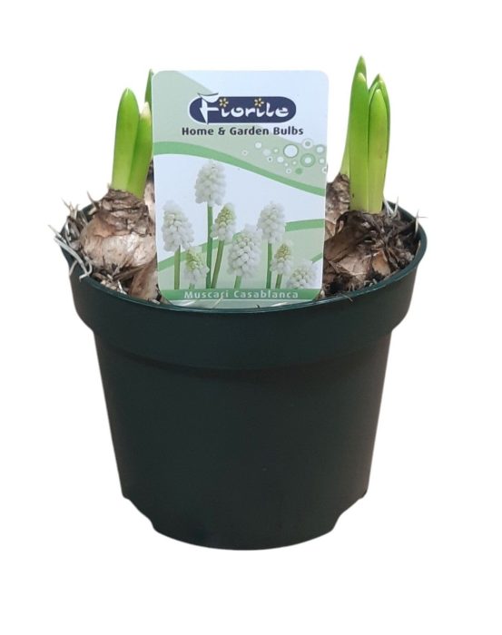 Muscari Casablanca (wit), D 12