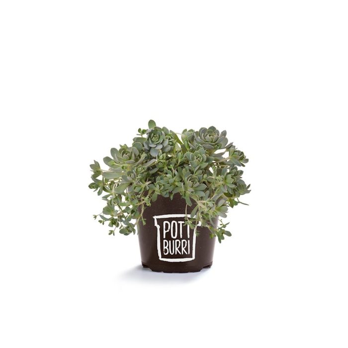 Orostachys iwarenge T13 im Pottburri Topf, D 13