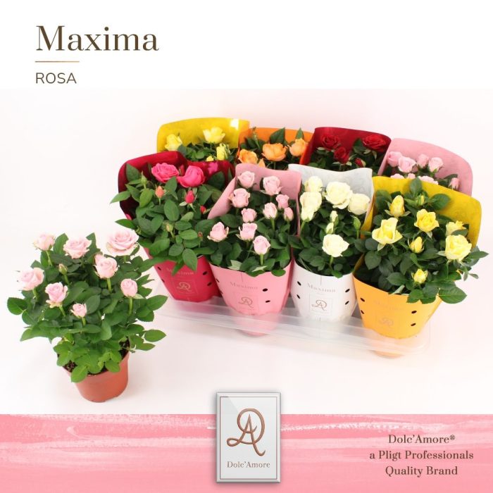 Potroos Mix P14 Dolc'Amore® Maxima, D 14