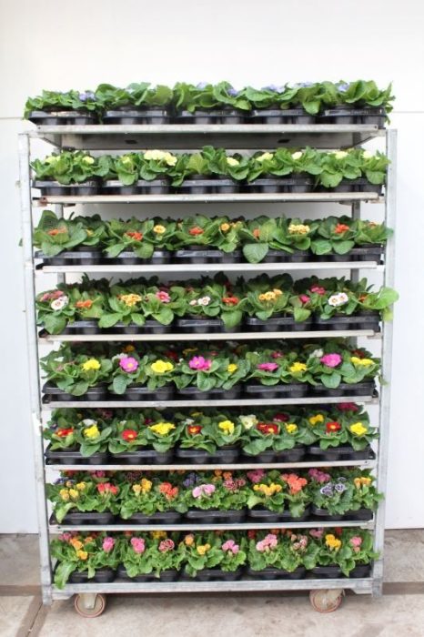 Primula acaulis mix, D 11