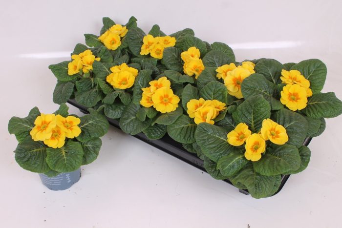 Primula Acaulis P10.5 - Yellow, D 10,5