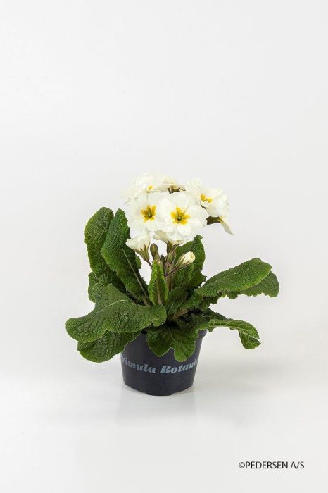 PRIMULA VERIS 'STELLA', D 11