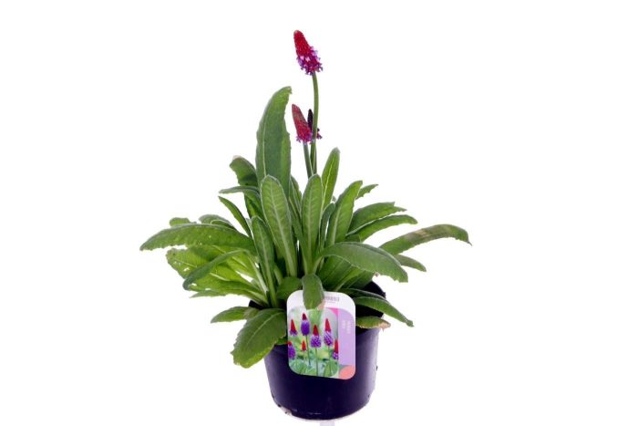Primula vialii, D 13