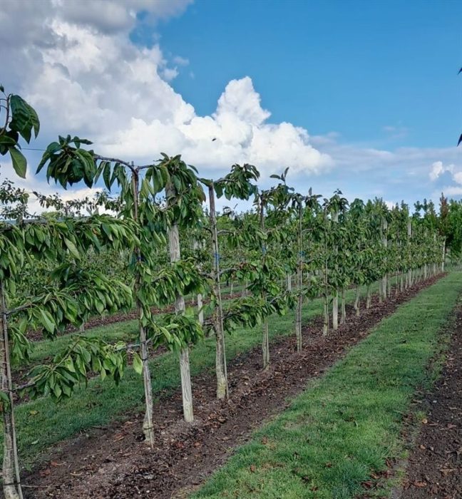 Prunus avium 4-arm Horizon. Stella Kers leivorm, D 55