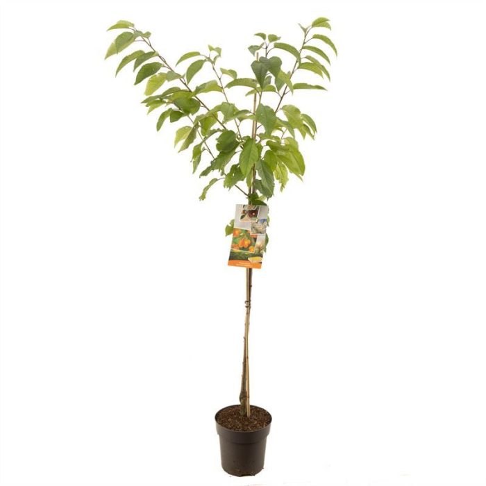 Prunus avium Big. Napol�on halfstam Geel-rode kers, D 27
