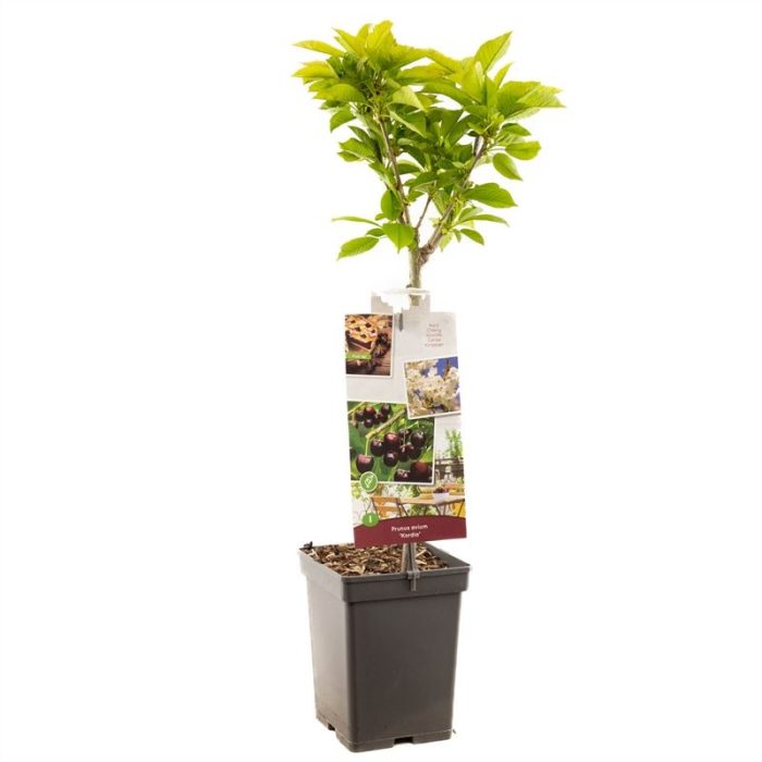 Prunus avium Kordia Patio Donkerrode kers, D 18