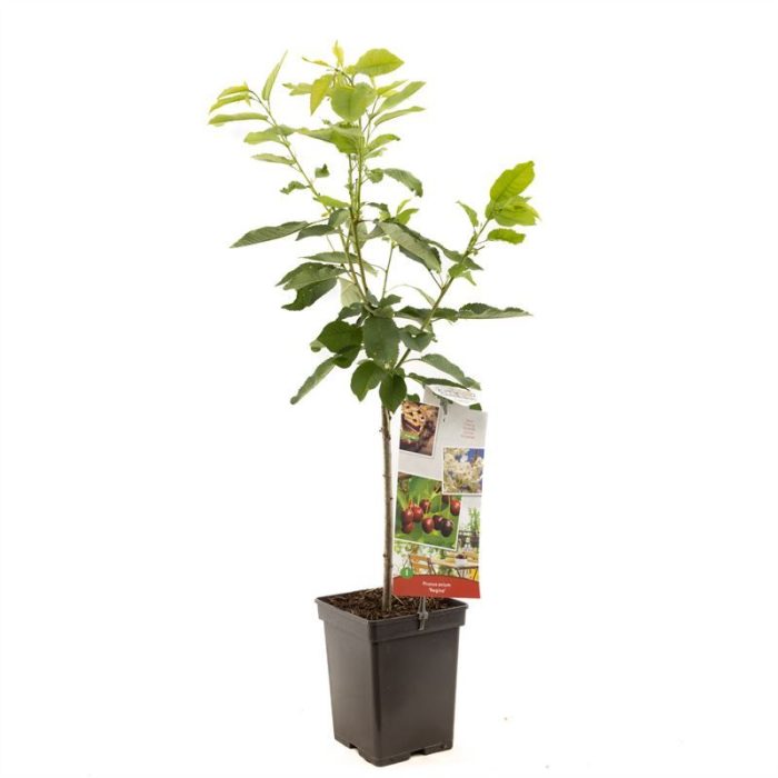 Prunus avium Regina Patio Zoete kers, D 18