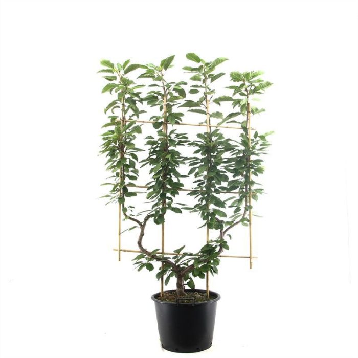 Prunus avium Sunburst dub. U Donkere zoete kers, D 45
