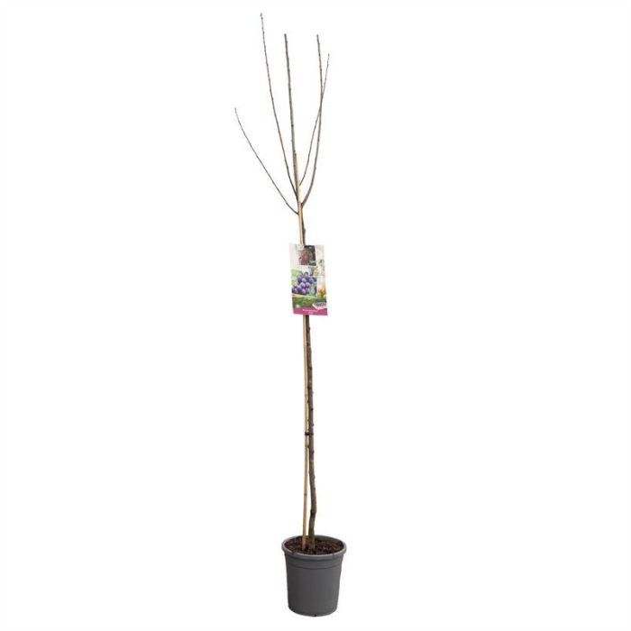 Prunus dom. Czar hoogstam VERS GEPOT, Kleine paars-blauwe pruim, D 31