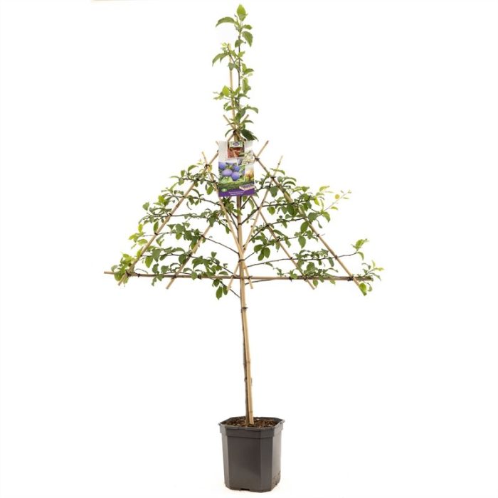 Prunus dom. Hauszwetsche leivorm Donkerblauwe pruim, D 24