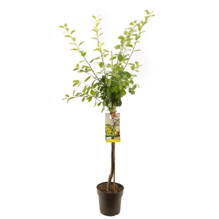 Prunus dom. Ontario halfstam Groen-gele pruim, D 27