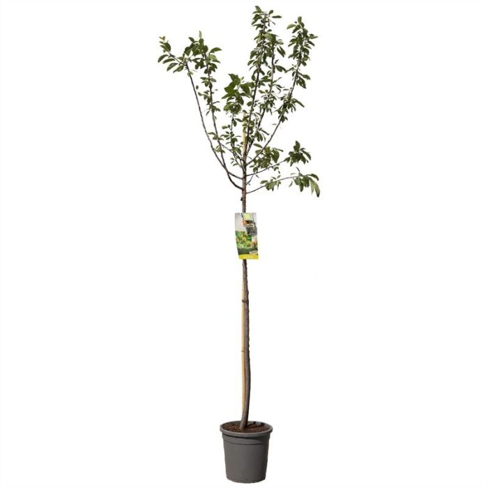 Prunus dom. R-Cl. d'Oullins hoog Gele pruim, D 31