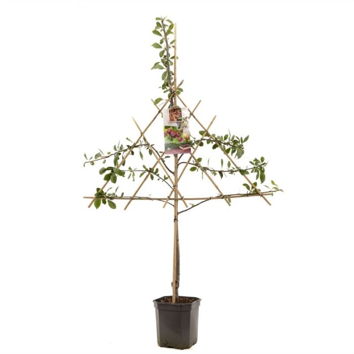 Prunus dom. Victoria leivorm Oranje-rode pruim, D 24