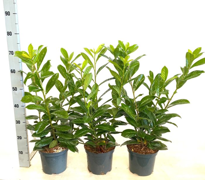 Prunus laurocerasus 'Novita', D 19