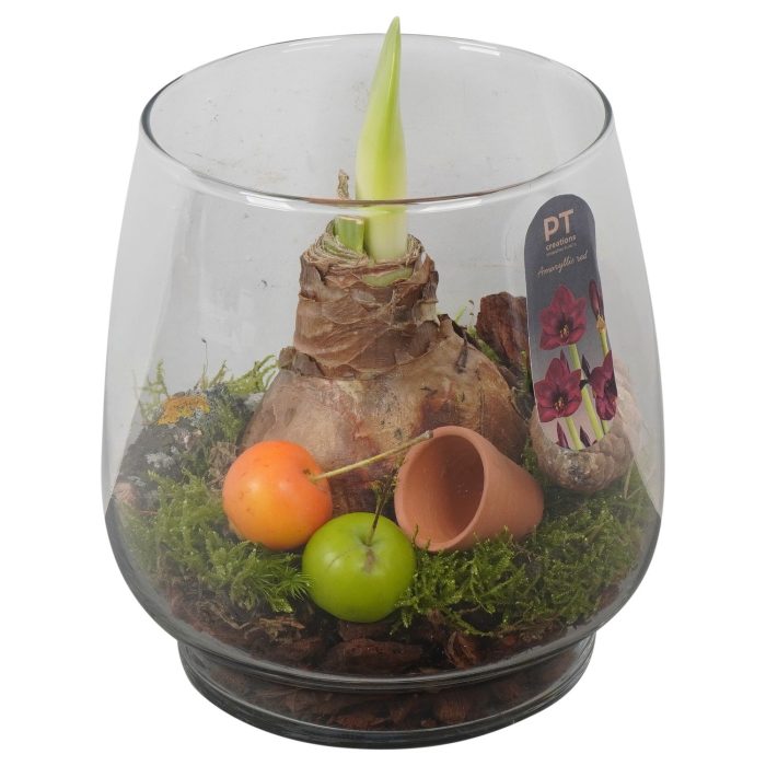 PTAA8811 Arrangement Amaryllis in glazen vaas, D 16