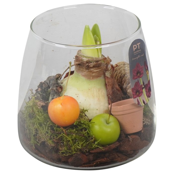 PTAA8812 Arrangement Amaryllis in glazen vaas, D 14