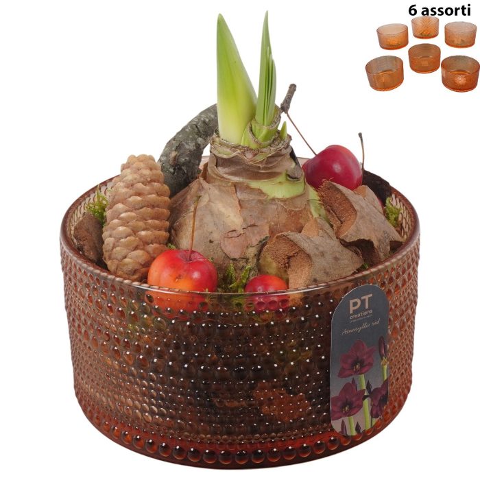 PTACH2421 Arrangement Amaryllis Christmas in glas schaal, D 15