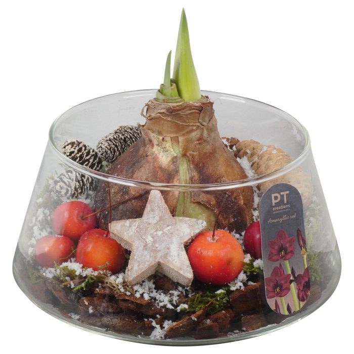PTACH2449 Arrangement Amaryllis Christmas in glas schaal, D 18