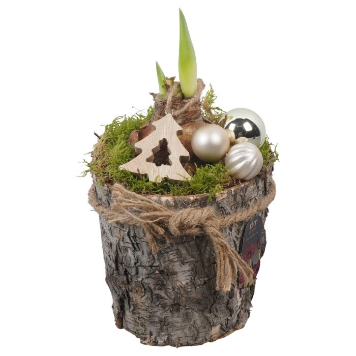 PTACH2545 Arrangement Amaryllis Christmas in houten pot, D 15