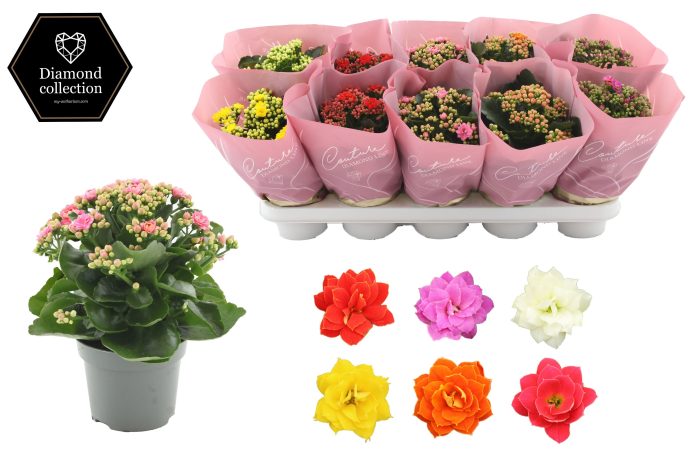 Kalanchoë 12 cm 6 color mix in Couture Diamond Line Pink sleeve, D 12
