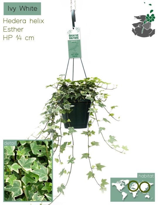Hedera helix white 14 cm, D 14