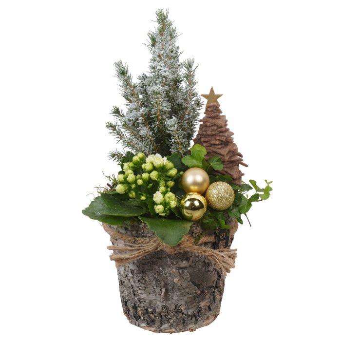 PTCHG4703 Arrangement Christmas Gold in houten pot, D 15