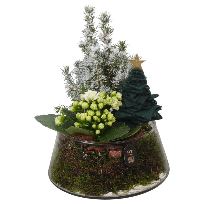PTCHGR1925 Arrangement Christmas Green in glas schaal, D 18