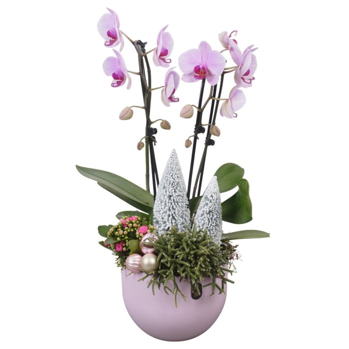 PTCHP8424 Arrangement Christmas Pink in keramiek pot, D 19