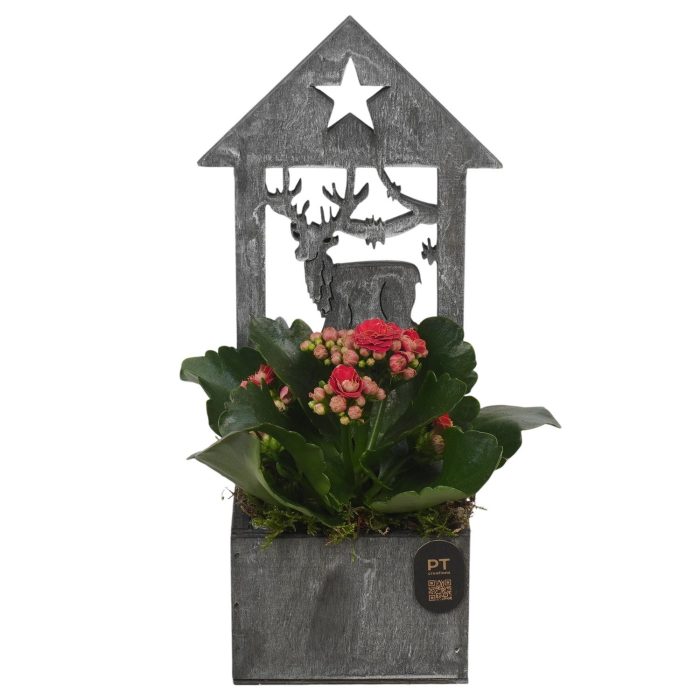 PTCHR9642 Arrangement Christmas Red in houten bak, D 9