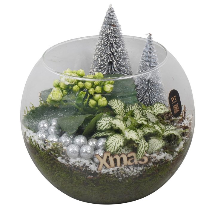 PTCHW7922 Arrangement Christmas White in glazen vissenkom, D 20