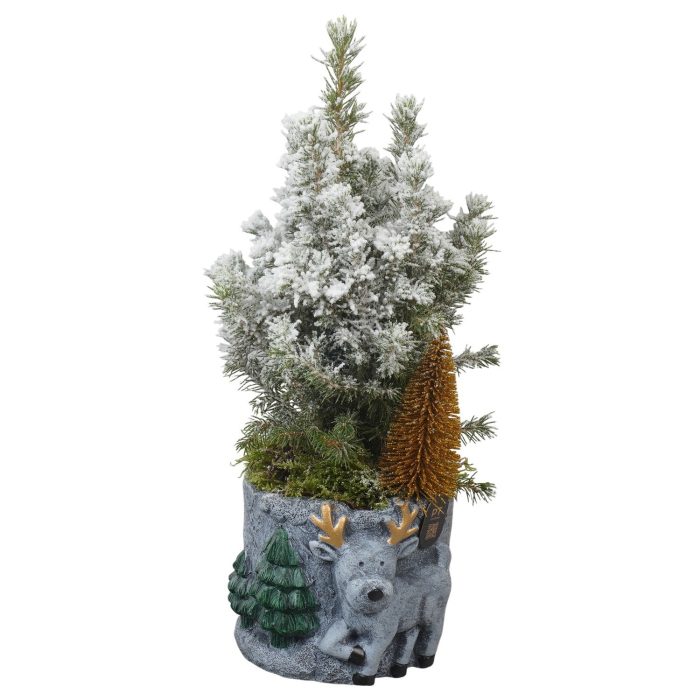 PTCWW7778 Arrangement Winter in beton pot, D 13