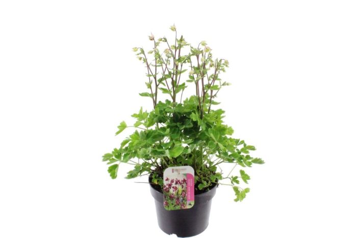Aquilegia Vulgaris Winky Rose-White, D 17
