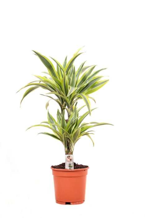 Deremensis P17 30-10 Lemon Lime, D 17