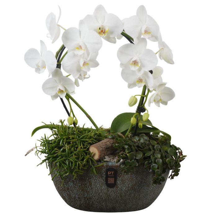 PTIB5334 Arrangement Indoor in keramiek pot ovaal, D 28